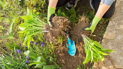 What's A Pocket Garden And How Do You Create One In Your Outdoor Space?