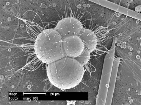 Nannotax3 - ntax_non_cocco - Planktonic foraminifera