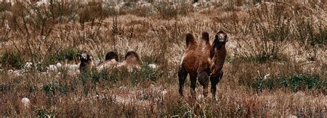 Unta Baktria Di Gurun Gobi Mongolia Kawanan Hewan Di Padang Rumput Foto Stok - Unduh Gambar ...