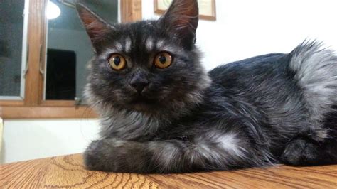 Black Smoke Maine Coon Kitten Meets our Tabby - YouTube