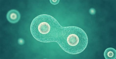 What are multicellular Organisms - Concept, functions and examples