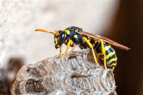 Types Of Wasps Nests