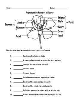 Flower Anatomy Activity Answer Key