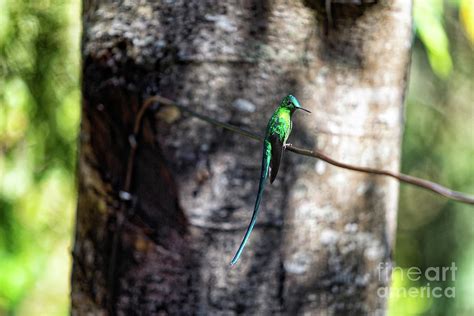 Colombian Hummingbirds Photograph by Danaan Andrew - Fine Art America