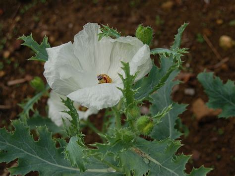 Argemone grandiflora Seed