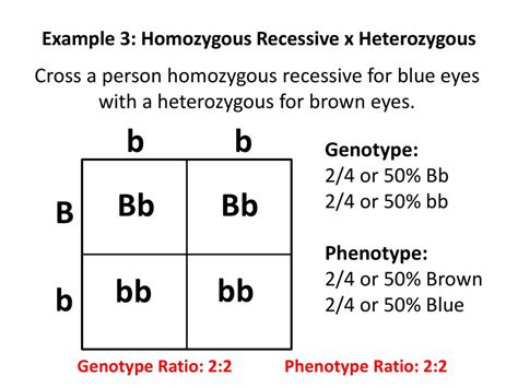 Homozygous And Heterozygous Examples