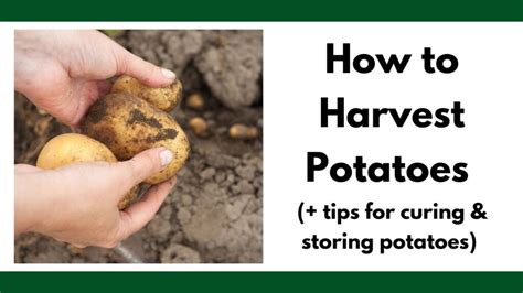 When to Harvest Potatoes: stop harvesting too soon and wasting potato ...