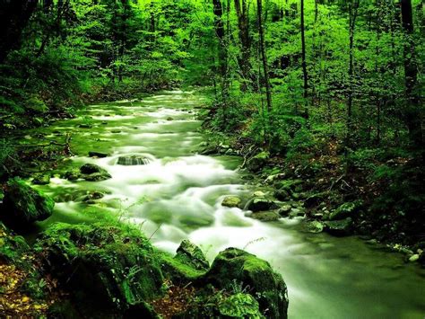 Free download Green nature wallpaper free wallpapers download wallpaper desktop [1024x768] for ...