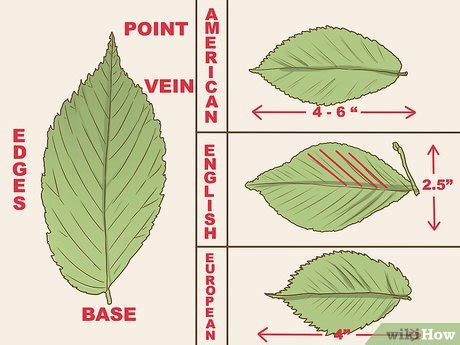 3 Ways to Identify an Elm Tree - wikiHow