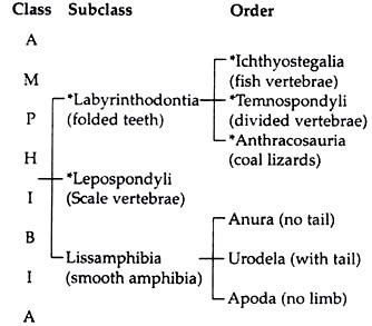 Amphibians: Origin, Characters and Its Classification | Zoology