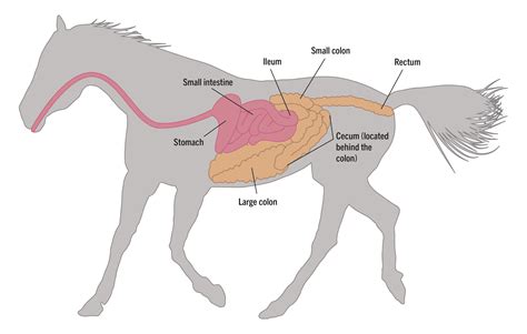 Pregnant Horse Diagram