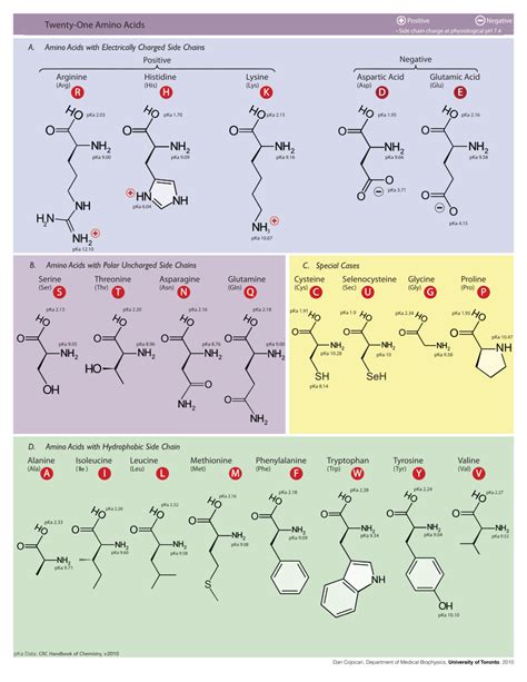 Protein Parts | Ask A Biologist