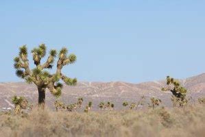 Edible Mojave Desert Plants | eHow