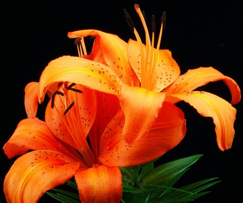 Lily Flowers – Flowerinfo.org