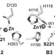 Metallo- ␤ -lactamase metal binding sites. Shown are Dinuclear B1 M ␤ L... | Download Scientific ...