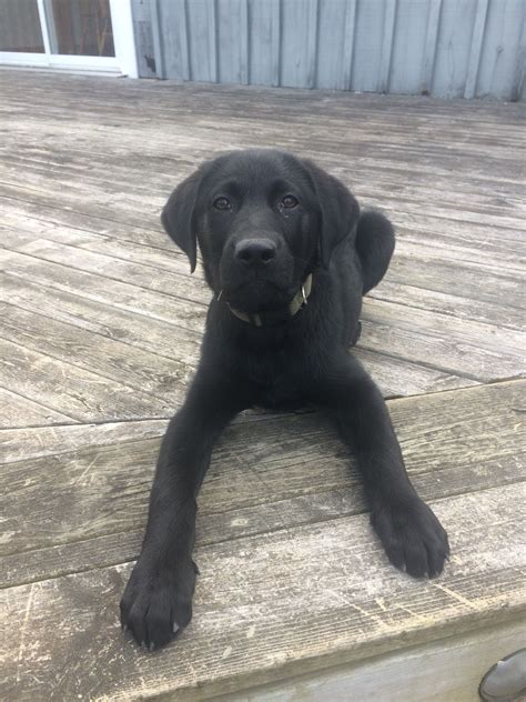 Black Lab Puppies For Sale Rochester Mn : Mn Labradors Lab Puppies For Sale Mn Lab Breeder Mn ...