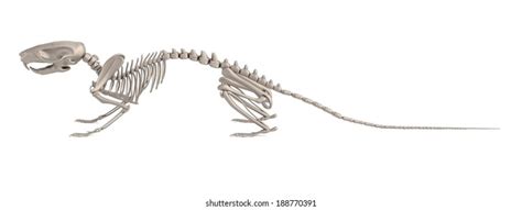 3d Render Mouse Skeleton Stock Illustration 96861010 | Shutterstock