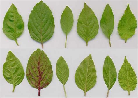 Scent Leaf: Health Benefits, Side Effects, and Warnings! - Iya Magazine