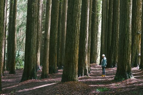 Great Otway National Park, Australia | Jelly Journeys