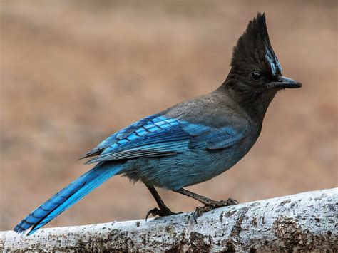 9 Common Blue Birds in Colorado (Pictures and Info) - Animal Hype