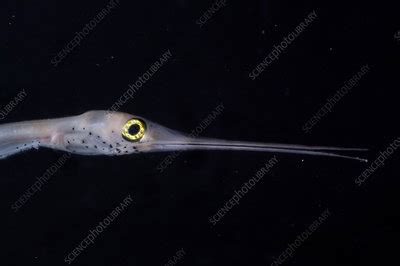 Snipe Eel - Stock Image - C002/2735 - Science Photo Library