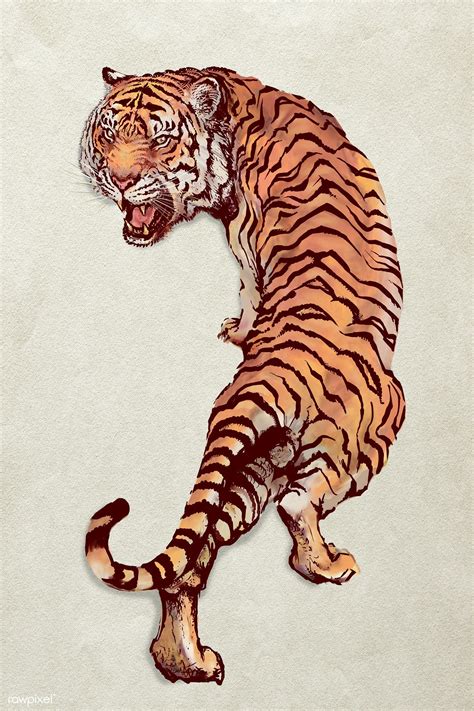 Hand drawn roaring tiger illustration | premium image by rawpixel.com | Tiger illustration ...