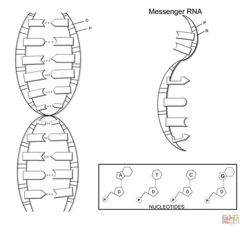 DNA Structure coloring page | Free Printable Coloring Pages