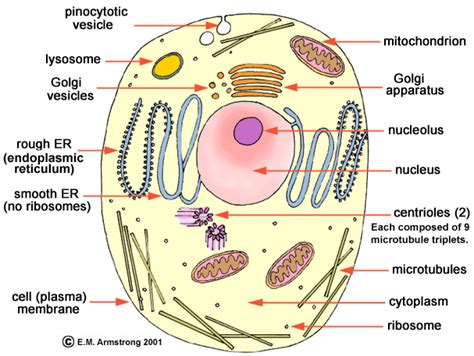 Cells