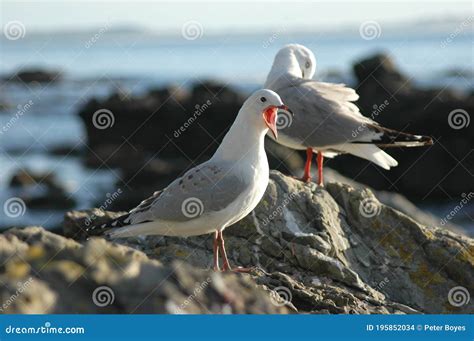 Loud Angry Seagull Perched on Ocean Rocks Stock Photo - Image of sand ...