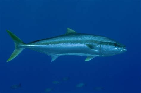 Yellowtail Amberjack | NatureRules1 Wiki | Fandom