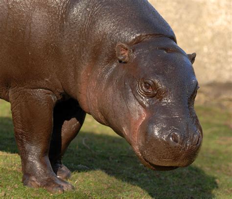 Zoo News Digest: Hippo research to provide insight into wider zoo problem