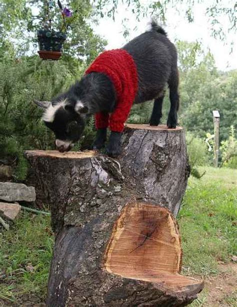 18 DIY Toys For Goats To Keep Them Busy