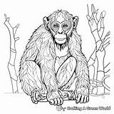 Ape Coloring Pages  Free & Printable sketch template