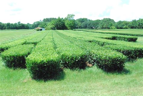 Helen A. Lockey: American Tea Plantation: South Carolina Style