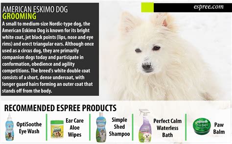 American Eskimo Dog Grooming Tips | American eskimo dog, American eskimo, Dog grooming