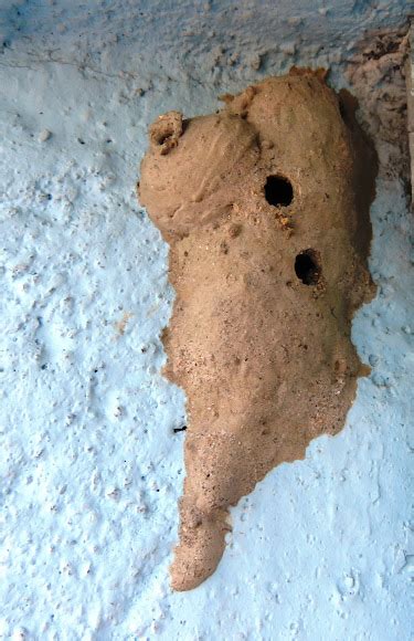 Mud-dauber Wasp nest | Project Noah