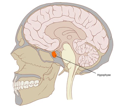 Thalamus et hypothalamus