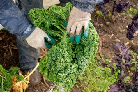 When to Harvest Kale: Tips and Tricks - GFL Outdoors