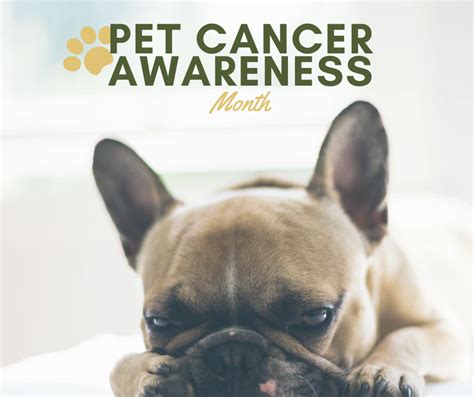 Pet Cancer Awareness