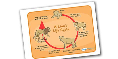 Lion Life Cycle Poster | Cub to Adult Cycle | Twinkl