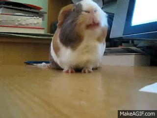 Guinea Pig Eating a Clementine on Make a GIF