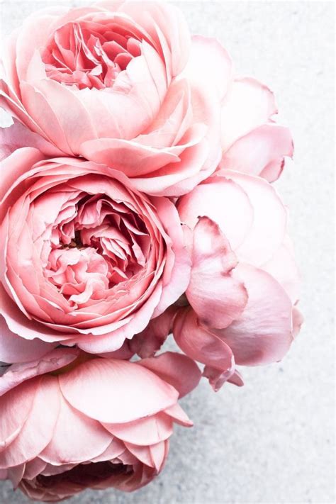 Pink Peonies Wallpaper - Peony Aesthetic (#3010941) - HD Wallpaper & Backgrounds Download