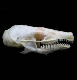 Townsend's Mole Skull | Animal skeletons, Skull and bones, Skull