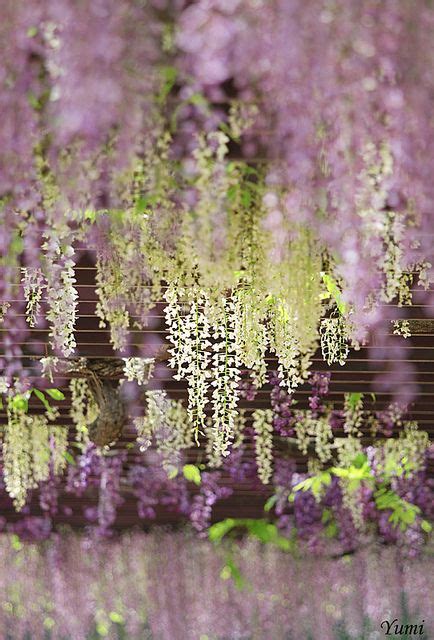 wisteria | Beautiful gardens, Wisteria, Beautiful flowers