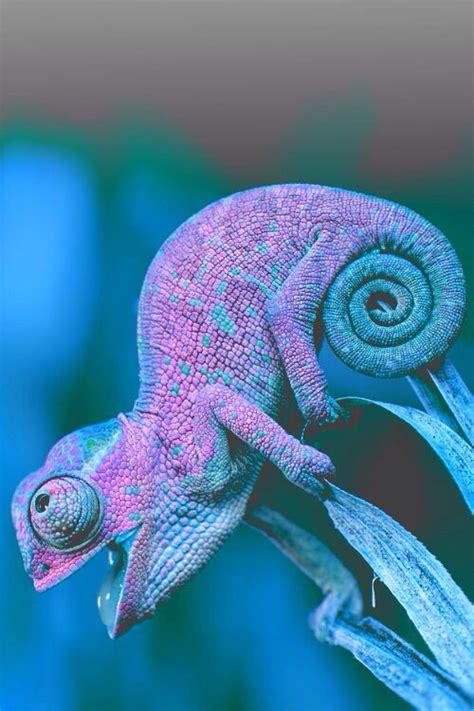 #chameleon Adorable #reptiles #purple & #blue | Cute reptiles, Animals, Animals beautiful