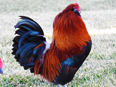 Wheaten Ameraucana Rooster (bantam) | BackYard Chickens - Learn How to ...