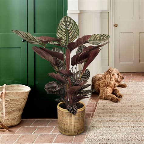 Calathea: How To Care For This Lovely Plant - Gardeninguru