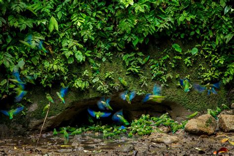 9 Reasons the Yasuni Victory is a Tipping Point for the Climate - Amazon Frontlines