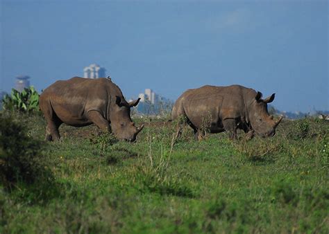 Nairobi National Park Introductory Safari Game Drive - Kated