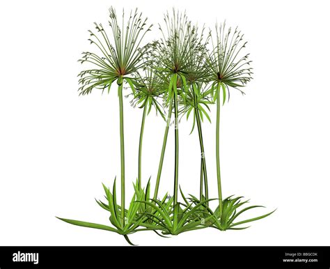 Papyrus Plant Illustration High Resolution Stock Photography and Images ...